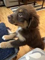 Toby, a male Australian Shepherd for sale in Sevierville, TN – 5 of 7