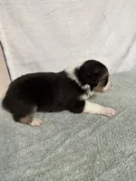 Loretta, a female Australian Shepherd for sale in Sevierville, TN – 4 of 10