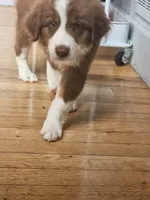 George Red Tri, a male Australian Shepherd for sale in Sevierville, TN – 3 of 10