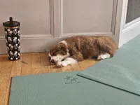 George Red Tri, a male Australian Shepherd for sale in Sevierville, TN – 7 of 10