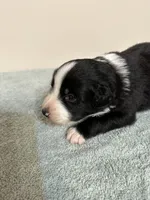 Willie, a male Australian Shepherd for sale in Sevierville, TN – 3 of 10