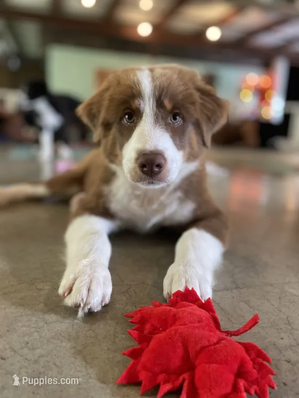 George Red Tri – Australian Shepherd puppy for sale in Sevierville, TN
