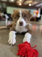 George Red Tri, a male Australian Shepherd for sale in Sevierville, TN – 1 of 10