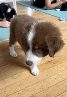 George Red Tri, a male Australian Shepherd for sale in Sevierville, TN – 6 of 10