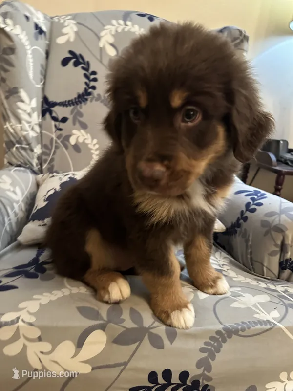 Toby, a male Australian Shepherd for sale in Sevierville, TN – 1 of 7