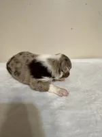 Merle, a male Australian Shepherd for sale in Sevierville, TN – 10 of 10
