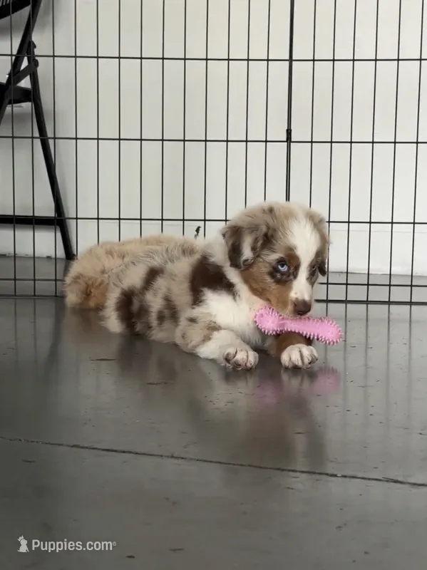 Merle Red Merle – Australian Shepherd puppy for sale in Sevierville, TN