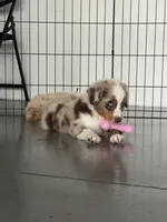 Merle Red Merle, a male Australian Shepherd for sale in Sevierville, TN – 7 of 9