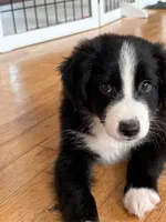 Willie Black Bi, a male Australian Shepherd for sale in Sevierville, TN – 2 of 10