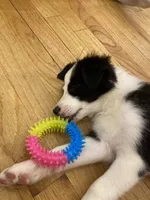 Shania Black Bi, a female Australian Shepherd for sale in Sevierville, TN – 3 of 7