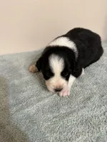 Patsy, a female Australian Shepherd for sale in Sevierville, TN – 3 of 10