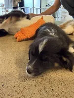 Male Toy 2, a male Toy Australian Shepherd for sale in Sevierville, TN – 4 of 6