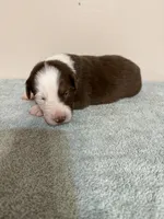 Reba, a female Australian Shepherd for sale in Sevierville, TN – 4 of 8