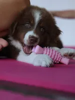 Garth Red Tri, a male Australian Shepherd for sale in Sevierville, TN – 9 of 10