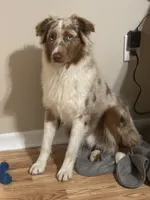 Monica & Colby Upcoming Litter, a  Australian Shepherd for sale in Sevierville, TN – 4 of 10