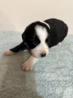 Patsy, a female Australian Shepherd for sale in Sevierville, TN – 5 of 10