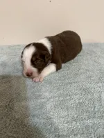 Reba, a female Australian Shepherd for sale in Sevierville, TN – 2 of 8