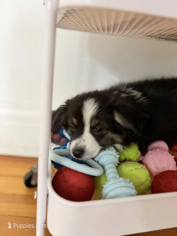 You Female 1 – Toy Australian Shepherd puppy for sale in Sevierville, TN