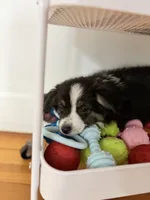 You Female 1, a female Toy Australian Shepherd for sale in Sevierville, TN – 1 of 4