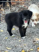 Midnight Black Bi, a female Australian Shepherd for sale in Sevierville, TN – 4 of 10