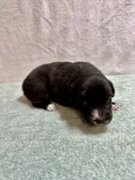 June, a female Australian Shepherd for sale in Sevierville, TN – 1 of 9