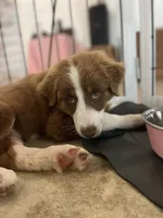 George Red Tri, a male Australian Shepherd for sale in Sevierville, TN – 9 of 10