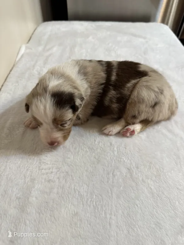 Toby – Australian Shepherd puppy for sale in Sevierville, TN