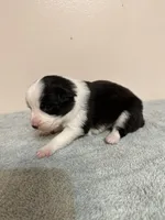 Shania, a female Australian Shepherd for sale in Sevierville, TN – 4 of 9