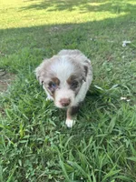 Merle Red Merle, a male Australian Shepherd for sale in Sevierville, TN – 4 of 10