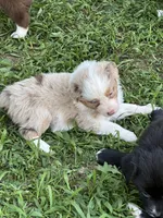 Tammy/Dixie, a female Australian Shepherd for sale in Sevierville, TN – 2 of 10