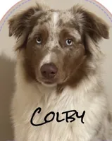 Monica & Colby Upcoming Litter, a  Australian Shepherd for sale in Sevierville, TN – 3 of 10