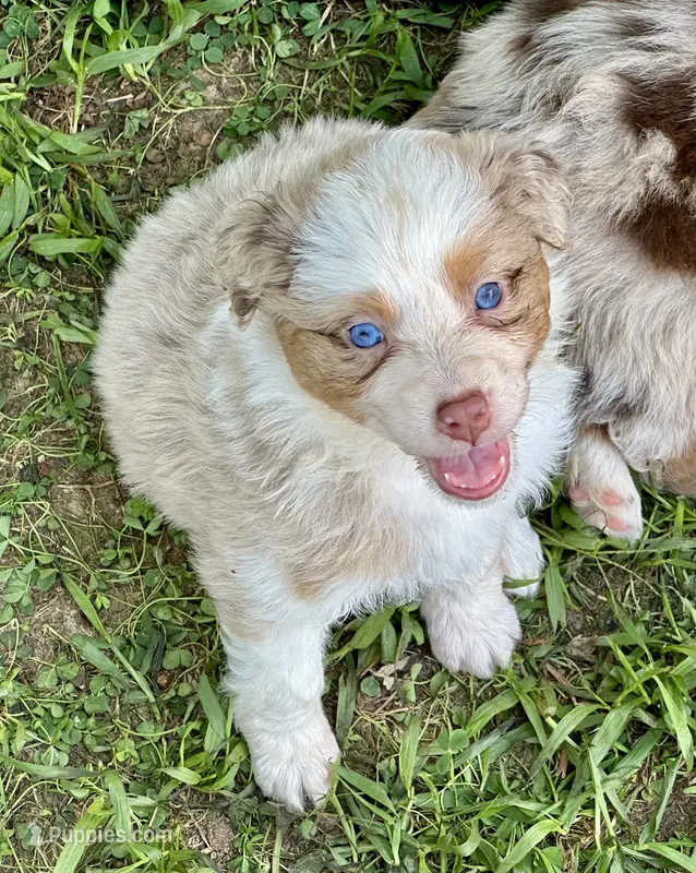 Tammy – Australian Shepherd puppy for sale in Sevierville, TN