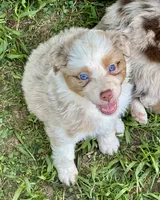 Tammy/Dixie, a female Australian Shepherd for sale in Sevierville, TN – 1 of 10