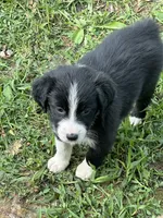 Faith Black Bi, a female Australian Shepherd for sale in Sevierville, TN – 2 of 10