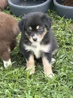 Dolly Black Tri, a female Australian Shepherd for sale in Sevierville, TN – 2 of 10
