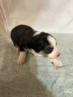 Johnny, a male Australian Shepherd for sale in Sevierville, TN – 6 of 9