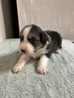 Loretta, a female Australian Shepherd for sale in Sevierville, TN – 7 of 10