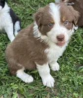 George Red Tri, a male Australian Shepherd for sale in Sevierville, TN – 2 of 10