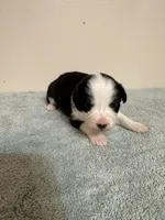 Shania, a female Australian Shepherd for sale in Sevierville, TN – 5 of 9
