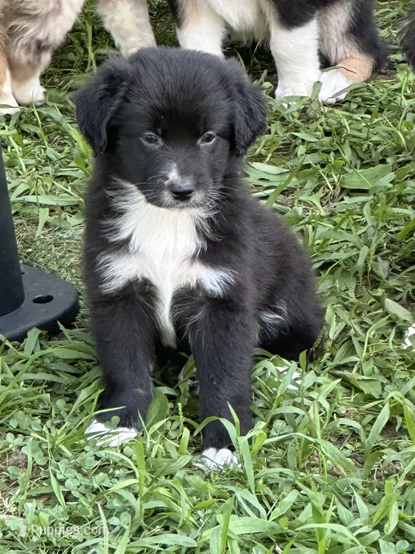 June – Australian Shepherd puppy for sale in Sevierville, TN