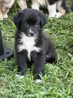 June Black Bi, a female Australian Shepherd for sale in Sevierville, TN – 1 of 8