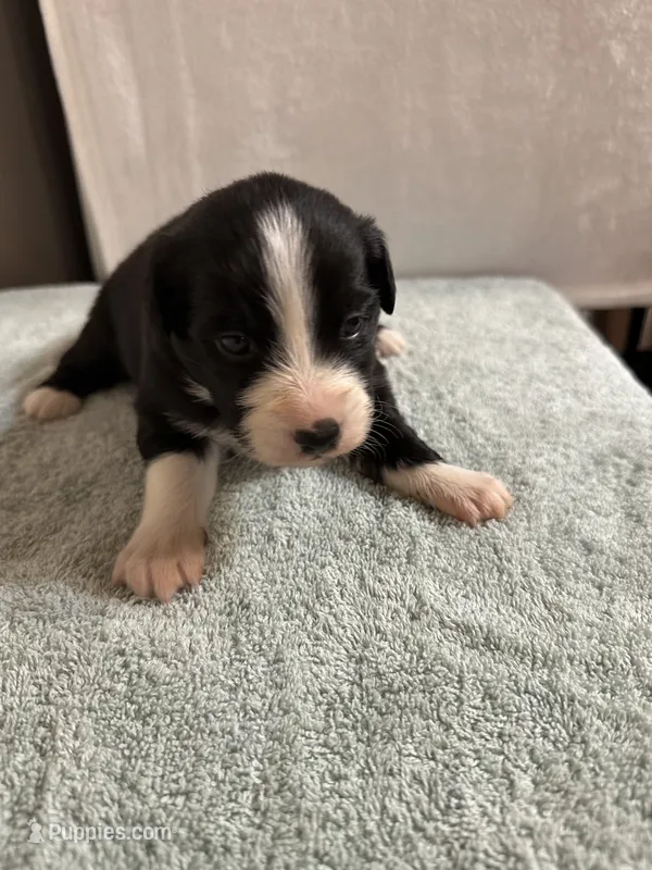 Faith – Australian Shepherd puppy for sale in Sevierville, TN
