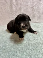 June, a female Australian Shepherd for sale in Sevierville, TN – 9 of 9