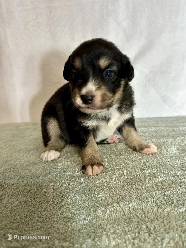 Dolly – Australian Shepherd puppy for sale in Sevierville, TN