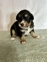 Dolly, a female Australian Shepherd for sale in Sevierville, TN – 1 of 10