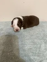 Reba, a female Australian Shepherd for sale in Sevierville, TN – 8 of 8