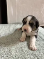 Loretta, a female Australian Shepherd for sale in Sevierville, TN – 2 of 10