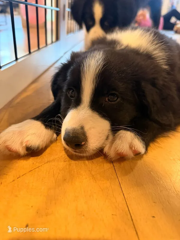 Willie Black Bi – Australian Shepherd puppy for sale in Sevierville, TN