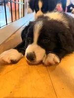 Willie Black Bi, a male Australian Shepherd for sale in Sevierville, TN – 1 of 10