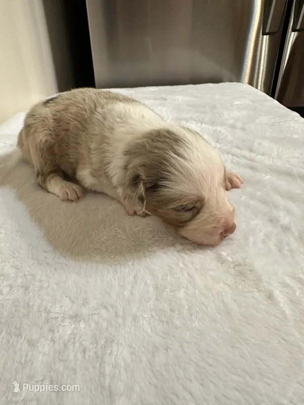 Tammy – Australian Shepherd puppy for sale in Sevierville, TN